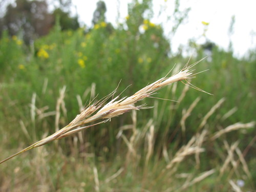 Rytidosperma quirihuense