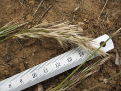 Danthonia malacantha