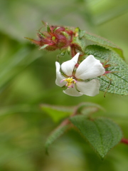 Chaetogastra rufipilis