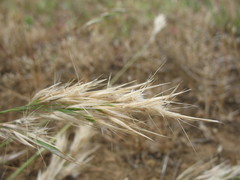 Danthonia malacantha