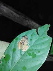 Pristimantis palmeri