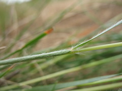 Danthonia malacantha