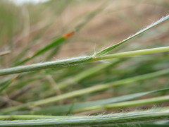 Danthonia malacantha