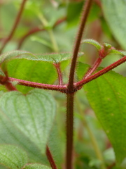 Chaetogastra rufipilis