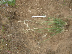 Danthonia malacantha