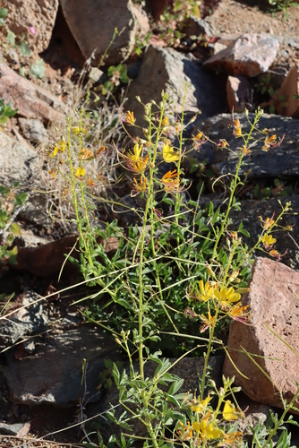 Image of Cleome foliosa by (c) Tony Rebelo, some rights reserved (CC BY-SA)