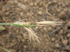Danthonia chilensis