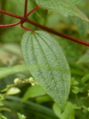 Chaetogastra rufipilis