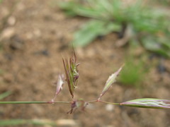 Danthonia chilensis