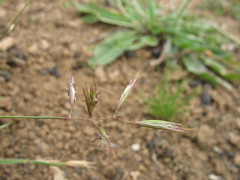 Danthonia chilensis