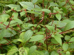 Chaetogastra rufipilis
