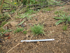 Danthonia chilensis