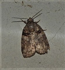 Garella vallata