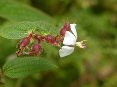Chaetogastra rufipilis