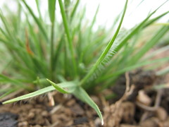 Danthonia chilensis