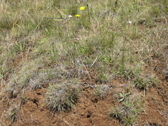 Danthonia chilensis