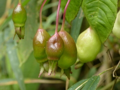 Burmeistera glabrata