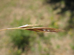 Danthonia chilensis