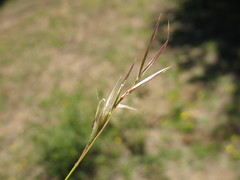 Danthonia chilensis