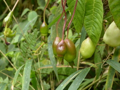 Burmeistera glabrata