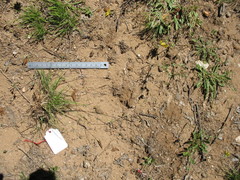 Danthonia chilensis