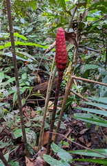 Costus erythrothyrsus