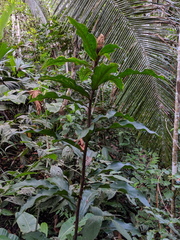 Costus erythrothyrsus