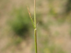 Danthonia chilensis