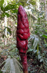 Costus erythrothyrsus