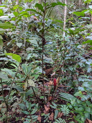 Costus erythrothyrsus