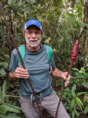 Costus erythrothyrsus