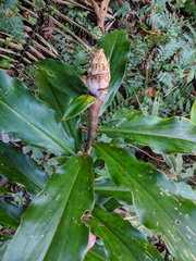 Costus erythrothyrsus