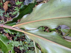 Costus erythrothyrsus