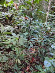 Costus erythrothyrsus
