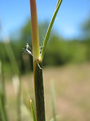 Danthonia malacantha