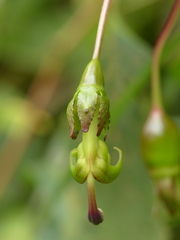 Burmeistera glabrata