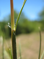 Danthonia malacantha