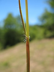 Danthonia malacantha