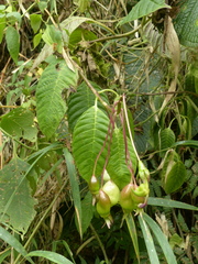 Burmeistera glabrata