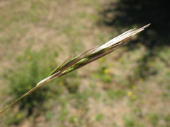 Danthonia malacantha