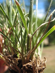 Danthonia malacantha