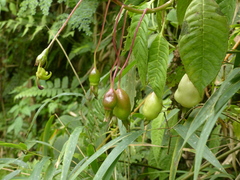 Burmeistera glabrata