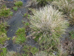 Cortaderia pilosa
