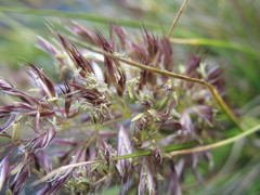 Cortaderia pilosa