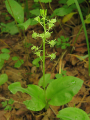 Liparis campylostalix