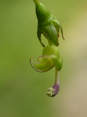 Burmeistera glabrata