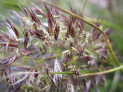 Cortaderia pilosa