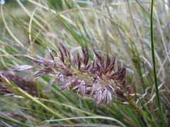 Cortaderia pilosa