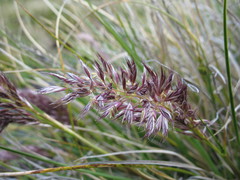 Cortaderia pilosa