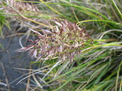Cortaderia pilosa